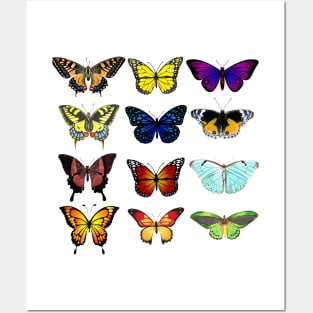 Butterfly Pattern - Multi Coloured Species Posters and Art